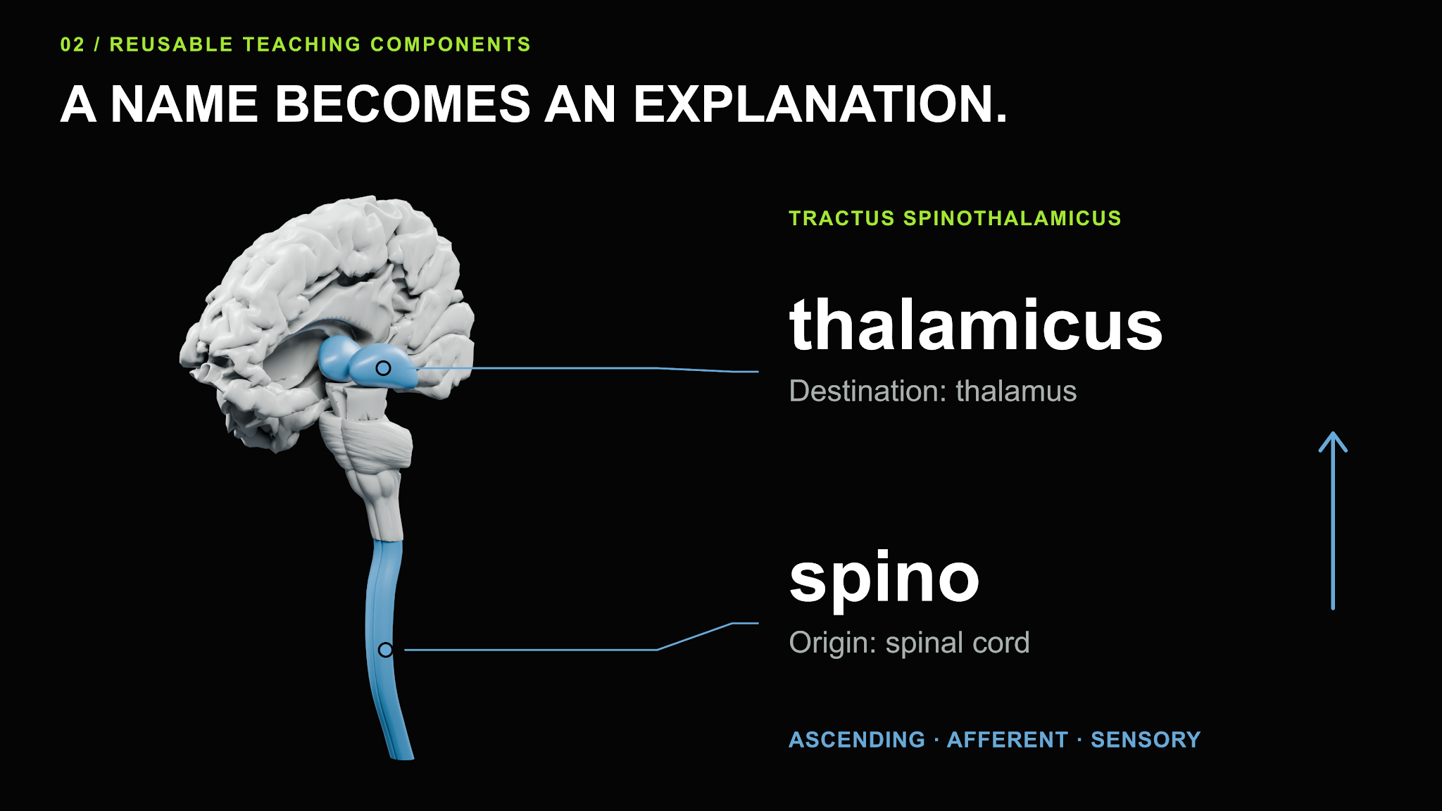 Brain and spinal cord with the spinal cord and thalamus highlighted in blue, labelled “spino” (origin: spinal cord) and “thalamicus” (destination: thalamus), with an upward arrow.